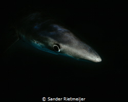 The beautiful skin from a Blue Shark by Sander Rietmeijer 